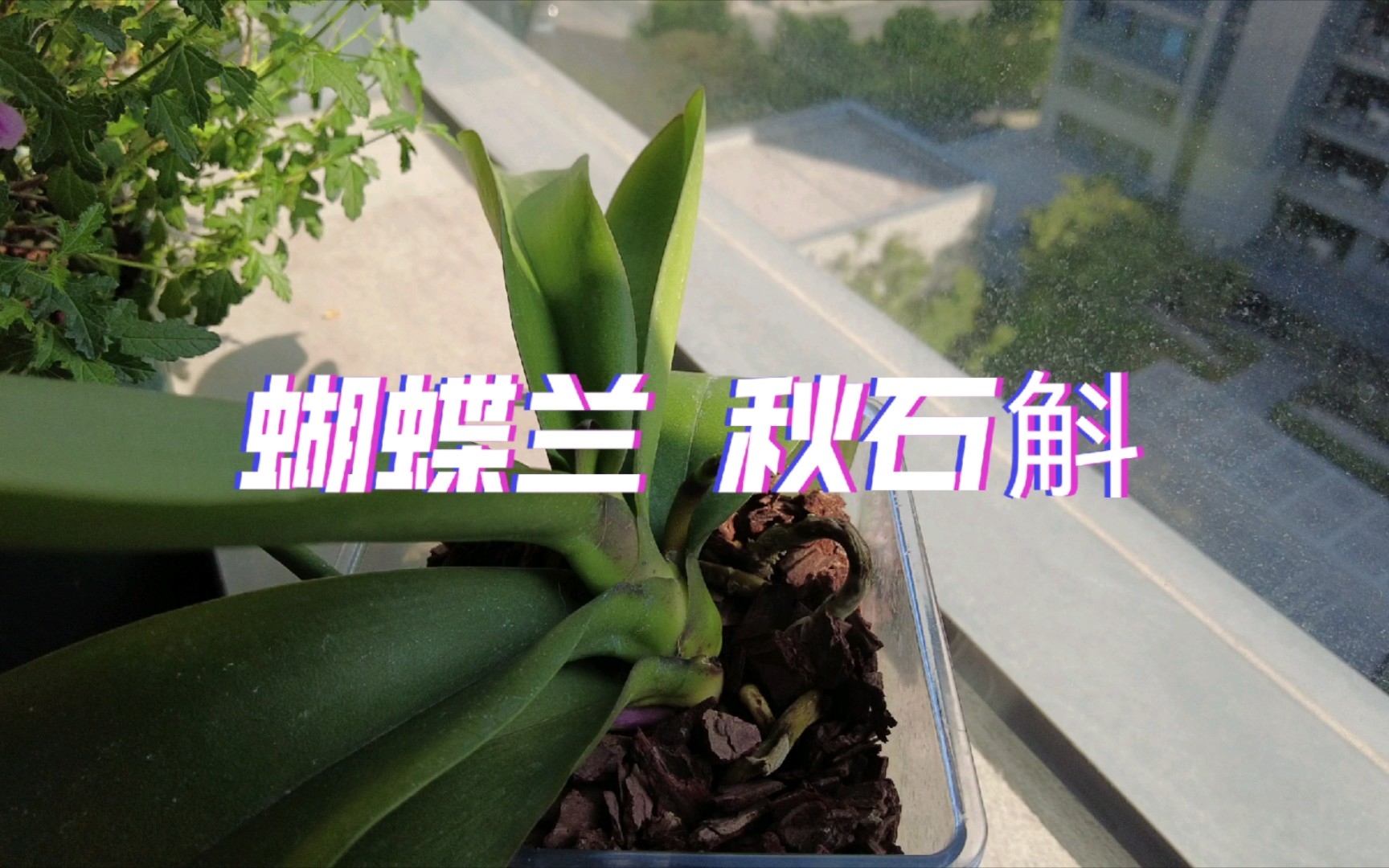 花草种植记录十月哔哩哔哩bilibili