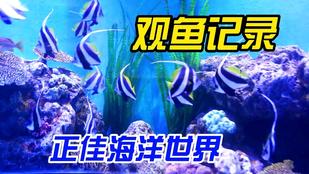 第一人称线上浏览正佳极地海洋世界!哔哩哔哩bilibili