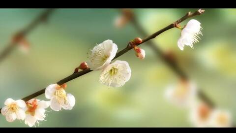 听一场 相思花雨 带着春的唯美气息 滋润心田 哔哩哔哩 听一场 相思花雨 带着春的唯美气息 滋润心田 哔哩哔哩