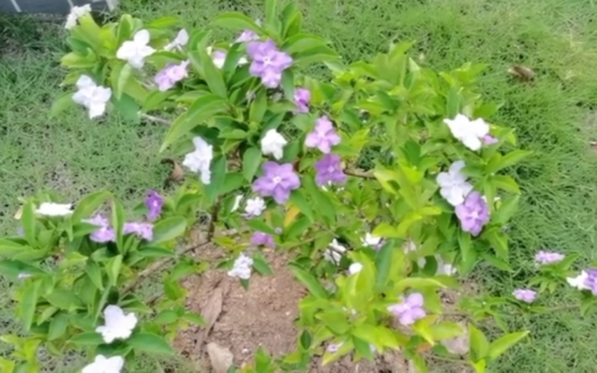 双色的鸳鸯茉莉开花迎春