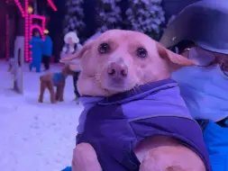 当南方狗遇到雪