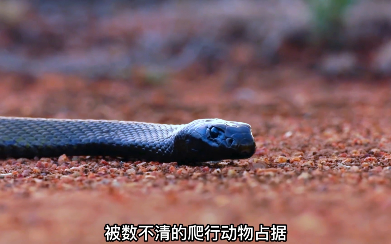 [图]在某些生物眼中，剧毒的黑曼巴，也不过是可口的美食而已。