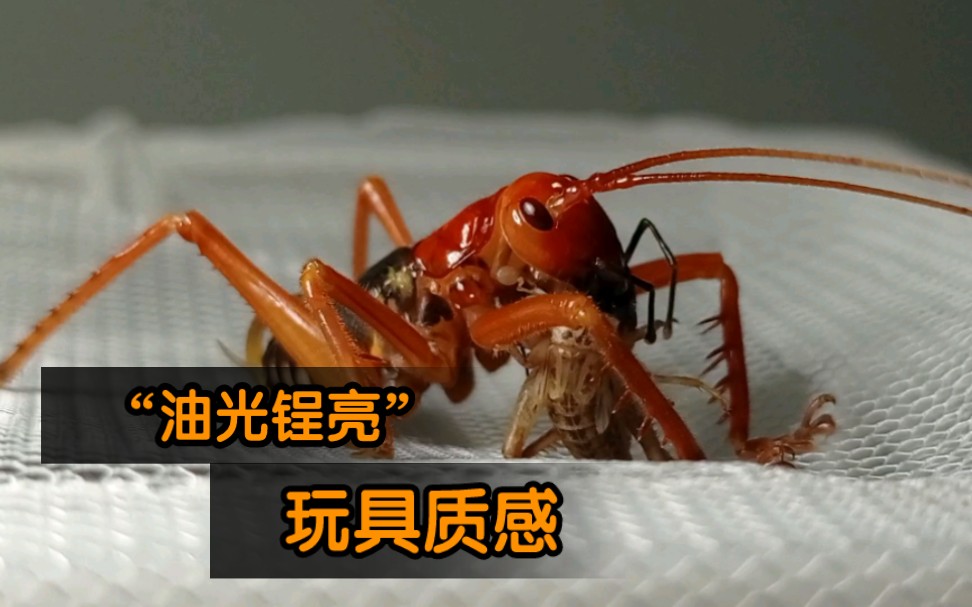 形同玩具 红背烟蟋螽若虫进食
