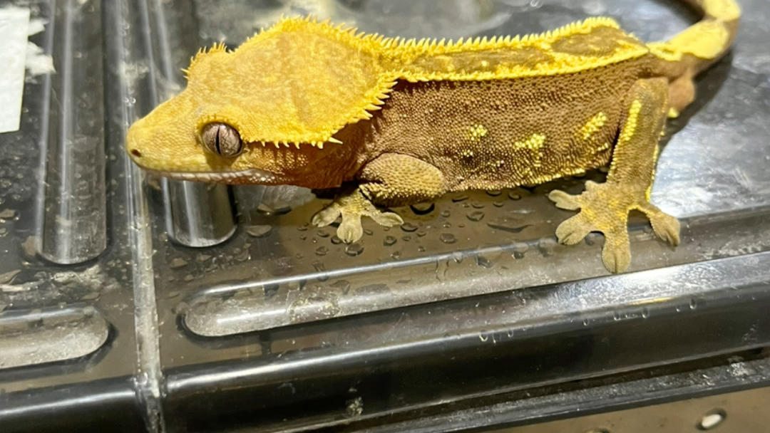 出售睫角成体,亚成