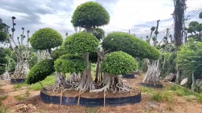 造型小叶榕桩头 精品矮桩系列
