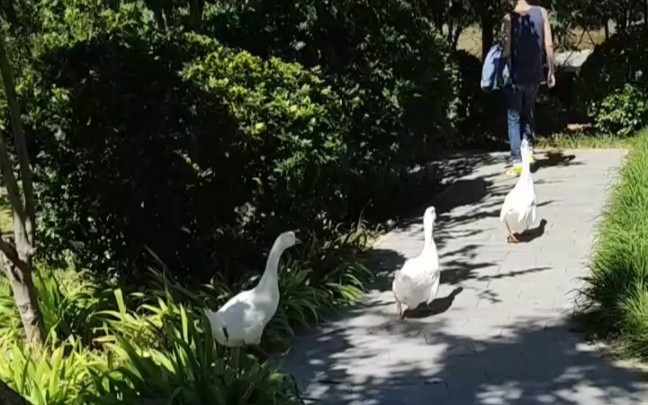 [图]我和我的动物朋友们，芝士大鹅