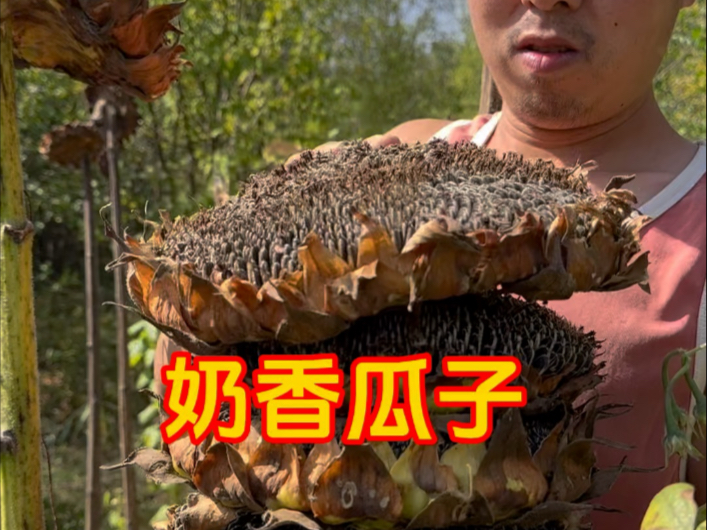 手工奶香瓜子嘎嘎香