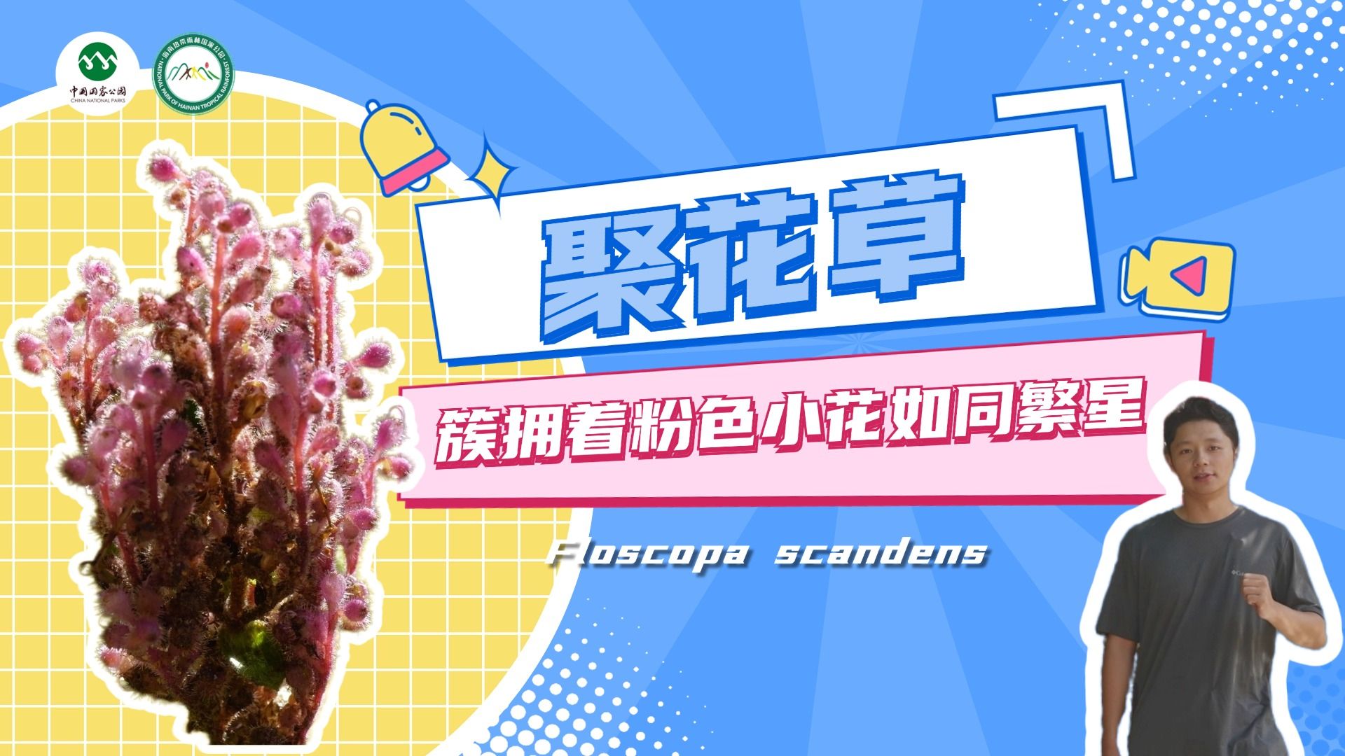 第142集 | 植物篇:聚花草哔哩哔哩bilibili