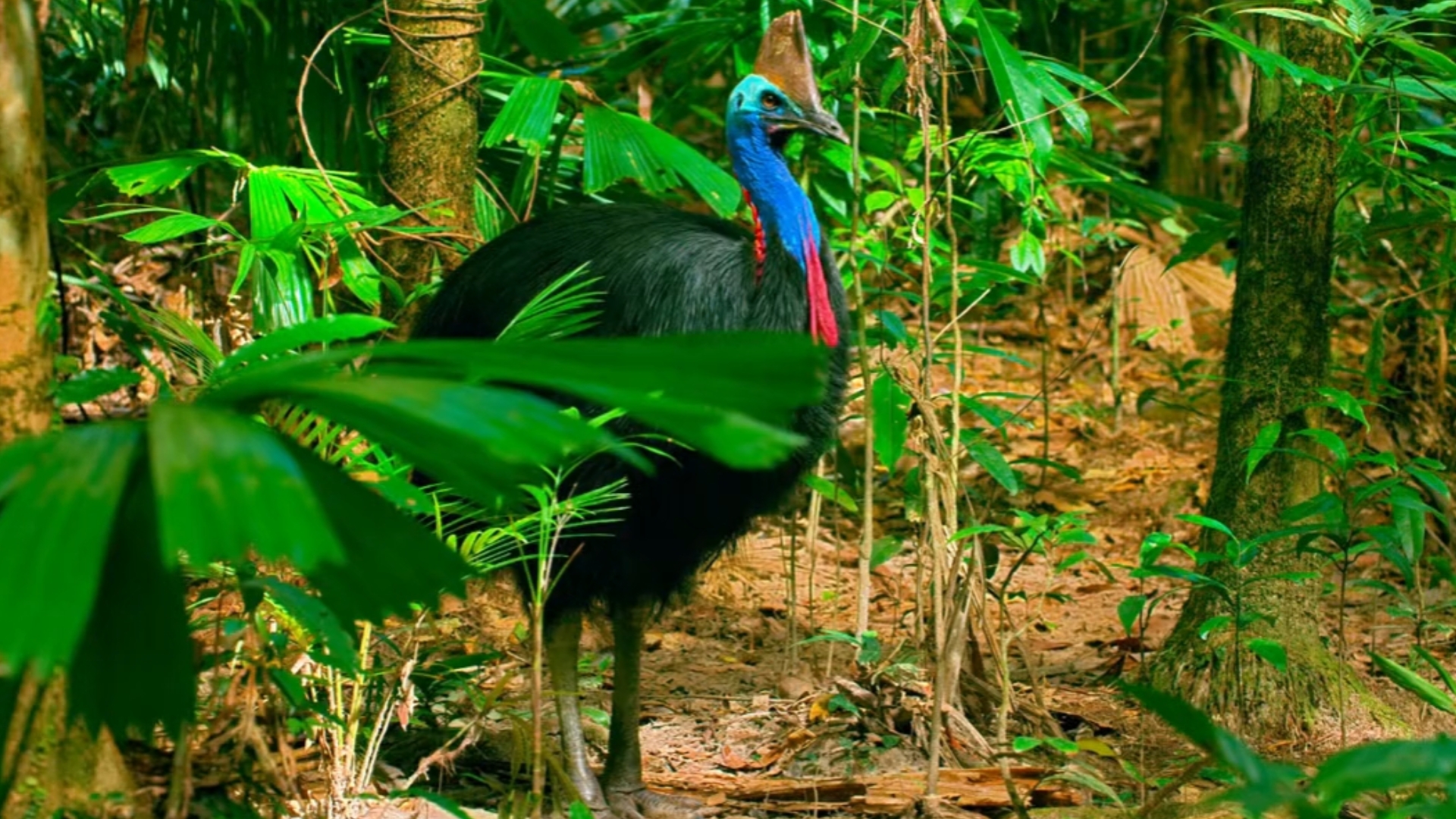 恐龙世界生物之鹤鸵