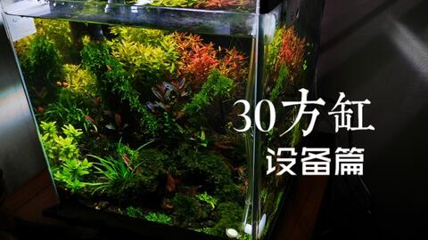 水草缸 30cm超白缸 大学生新手开缸简单鱼缸布景 哔哩哔哩 Bilibili