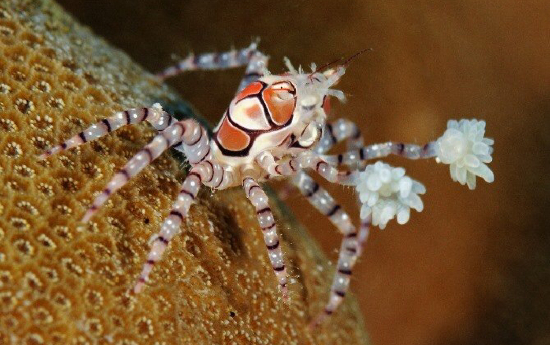 深夜更新 花斑细螯蟹(拳击蟹)的幼体出来了!