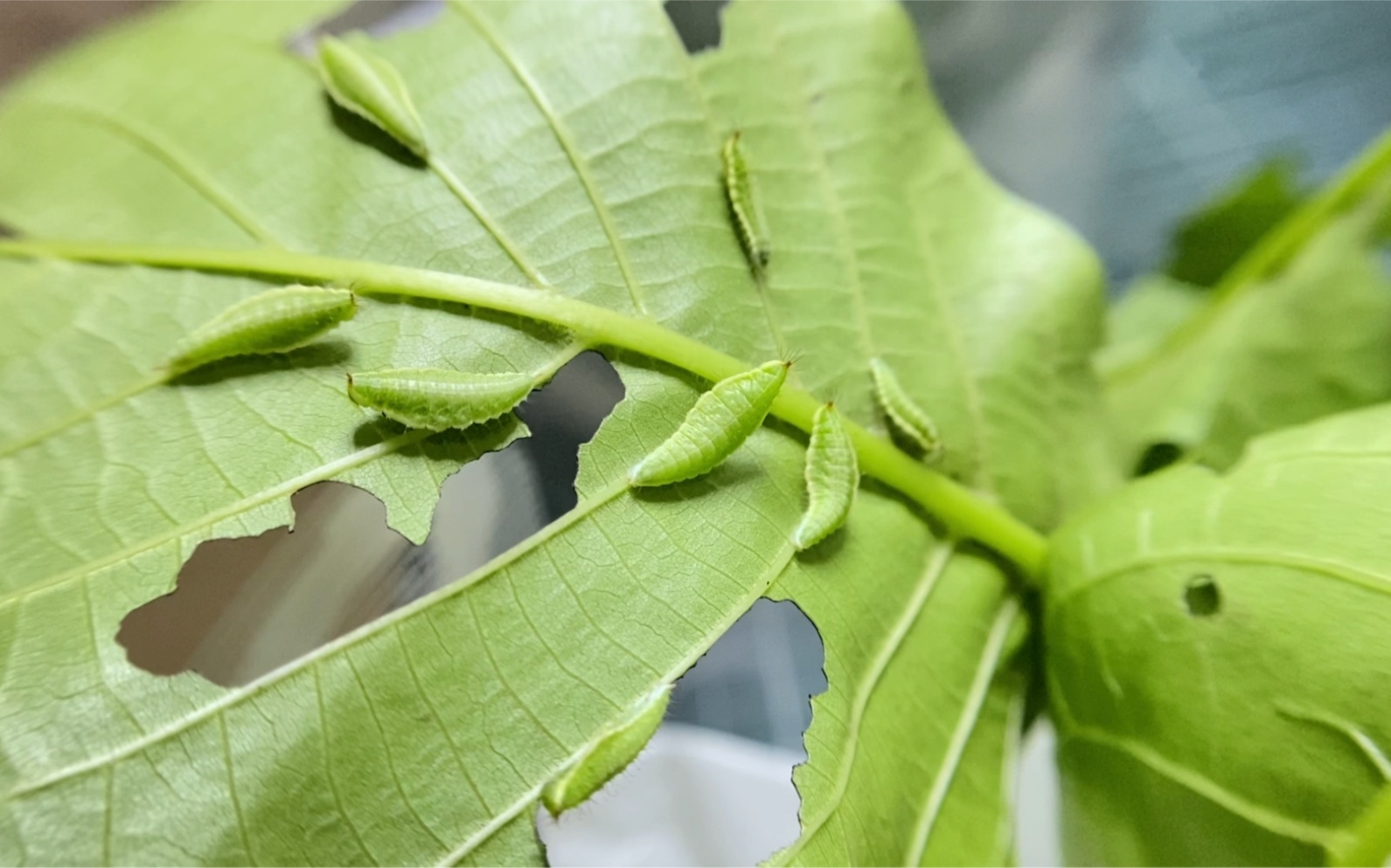 活动  一龄鴞目大蚕蛾幼虫