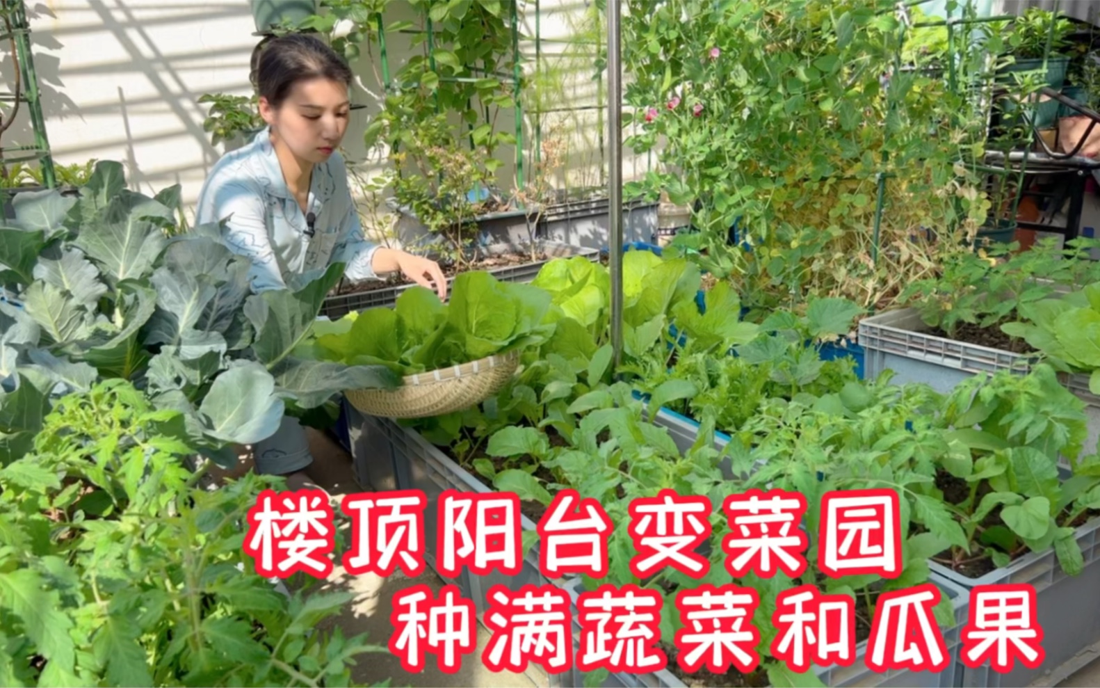 [图]小阳台大菜园，种了十多种水果二十多种蔬菜，看看种了啥