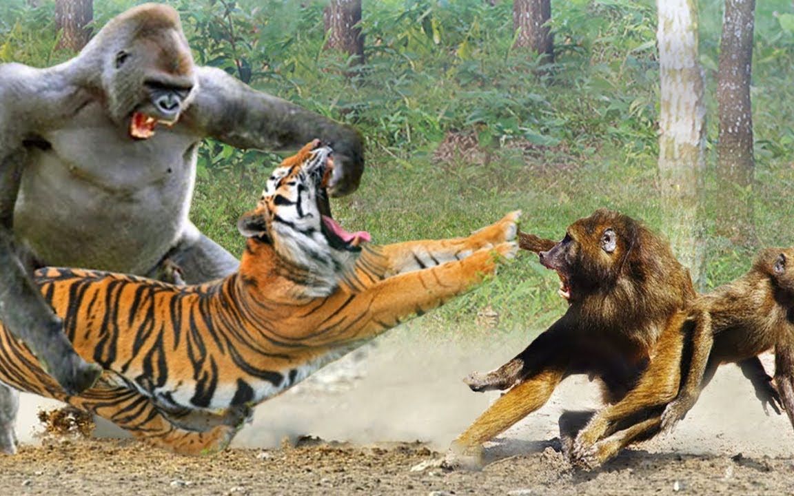 羚羊遭遇狮子和猎豹双重攻击,真的是太悲催了!