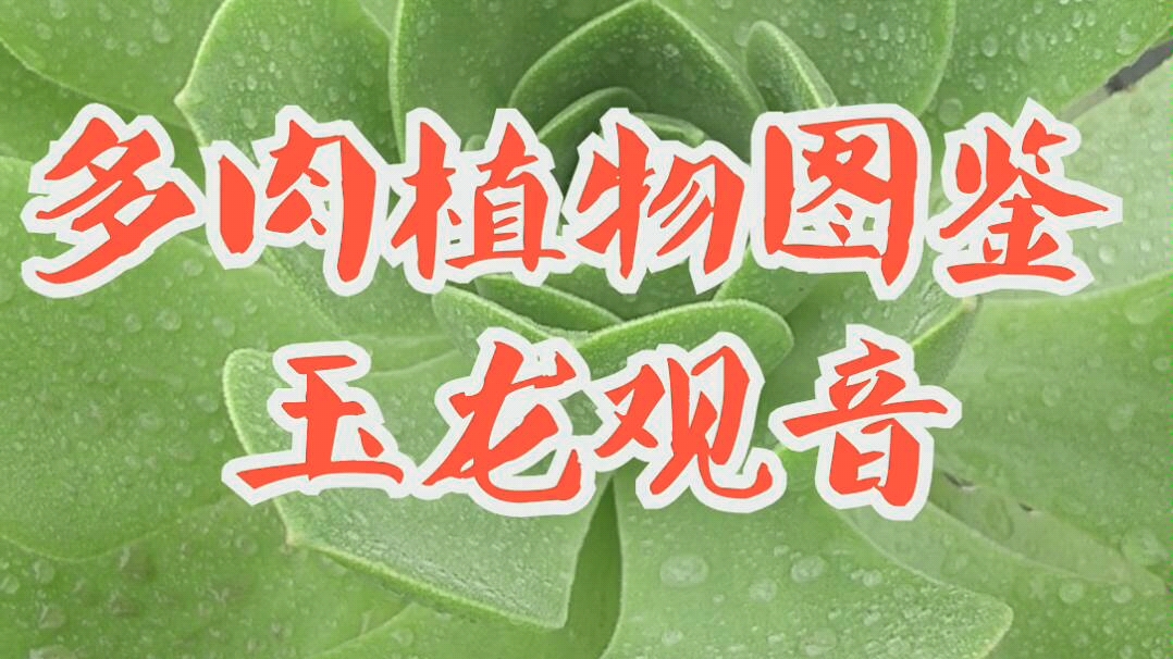 [图]多肉植物图鉴-玉龙观音