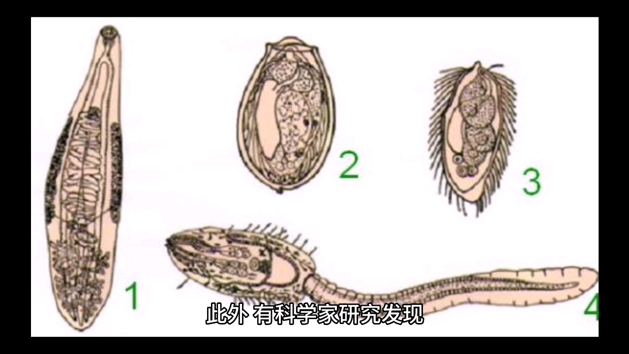 令人烦恼的小虫——蛾蚋哔哩哔哩bilibili