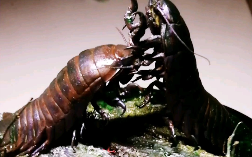 【造景】造景作品 滴胶造景 道氏深水虱