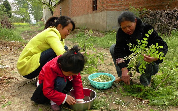 [图]农村的洋槐树花真多，姑娘为了吃洋槐花手上都扎几个泡