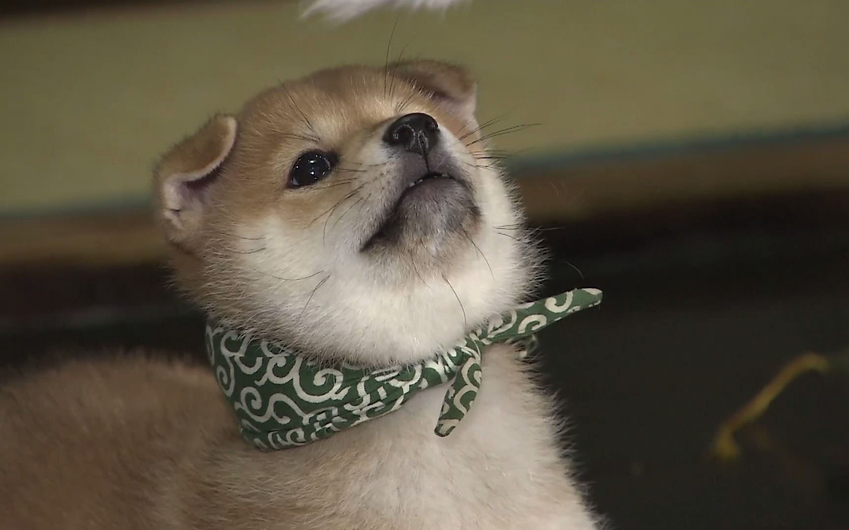 高清hdr 狗狗 | 男子汉的一天  | 豆助23代目