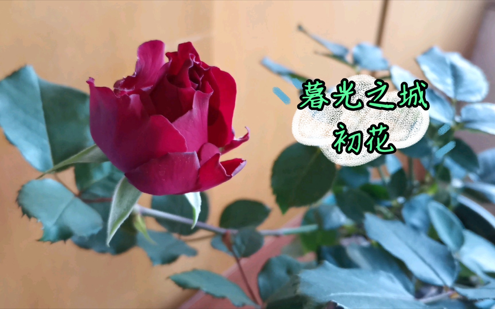 月季暮光之城初花,从花苞到盛开.哔哩哔哩bilibili