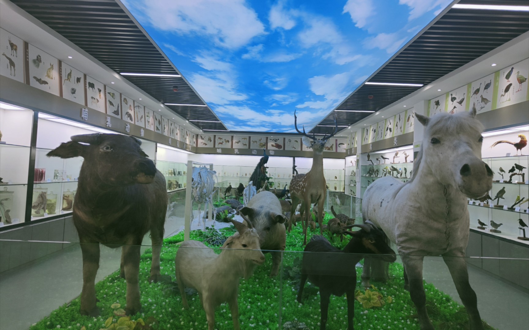 ㄇ 湖南农业大学标本馆 ㄇ 欢迎光临!