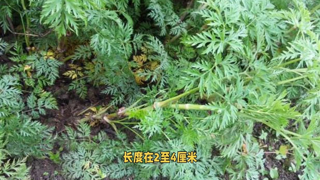 植物√川芎哔哩哔哩bilibili