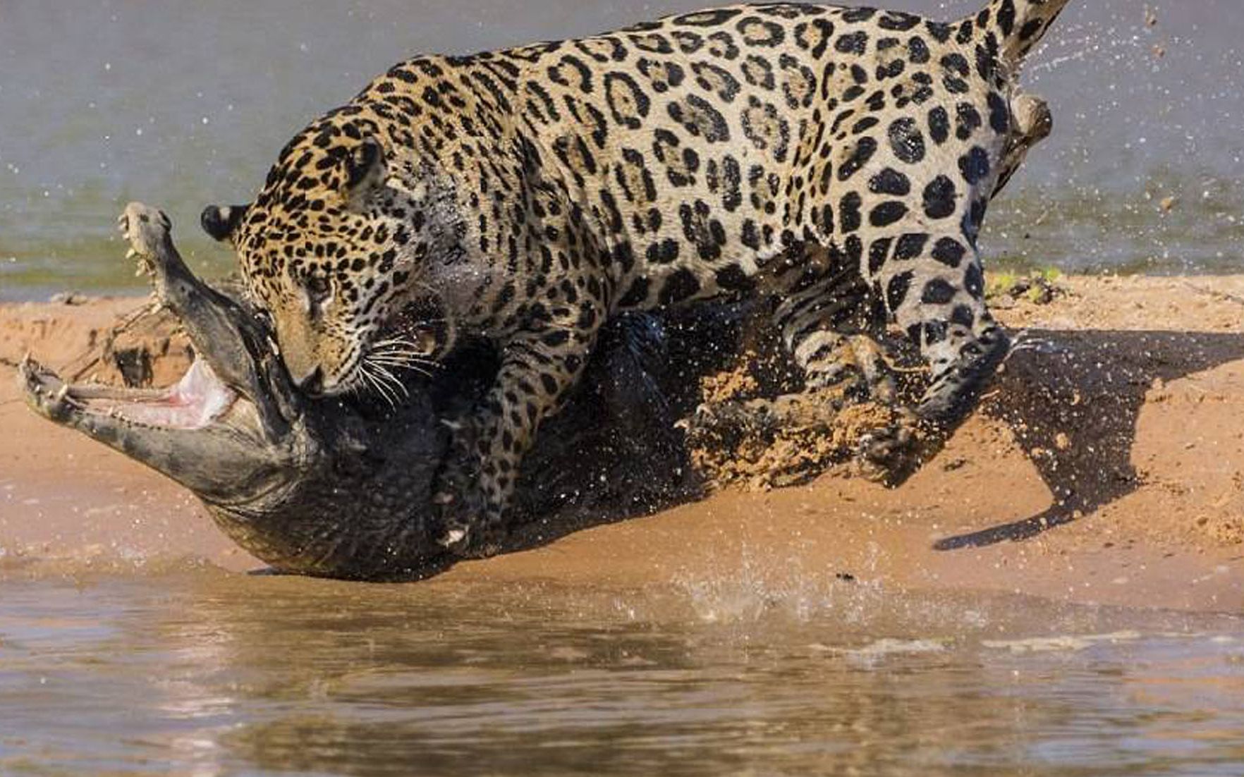 体型差别不大的美洲豹和花豹,怎么区分,一招搞定