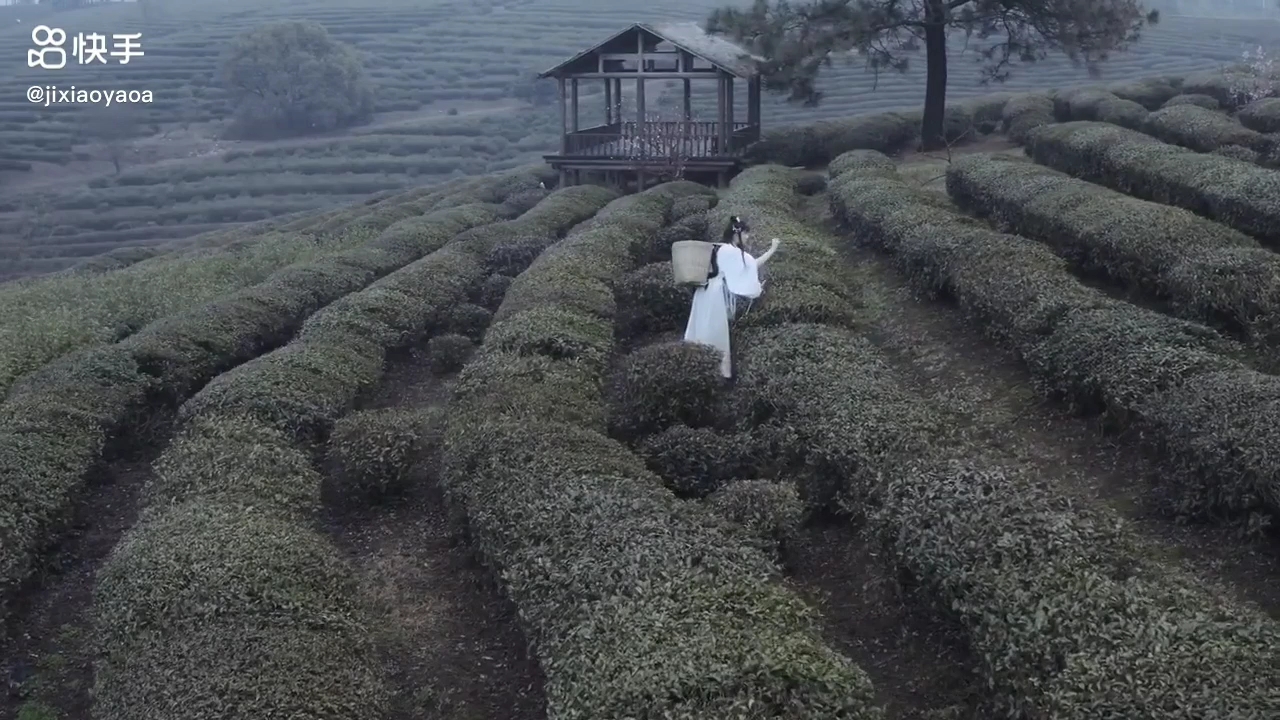 [图]梦中的田园风格的美女在采茶叶，难得遇到 。