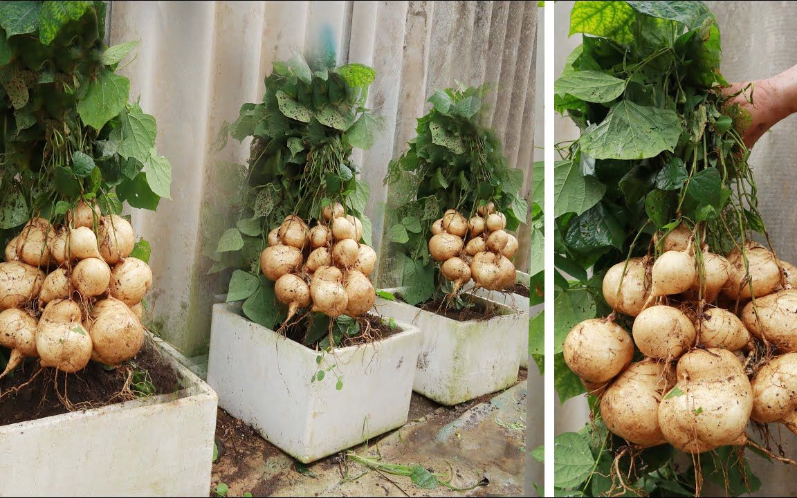 阳台泡沫箱里种植良薯的方法简单方便,个头大水分足好吃