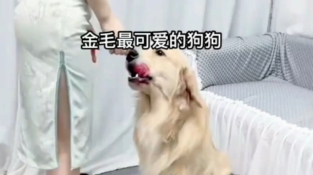 [图]香香与爱犬