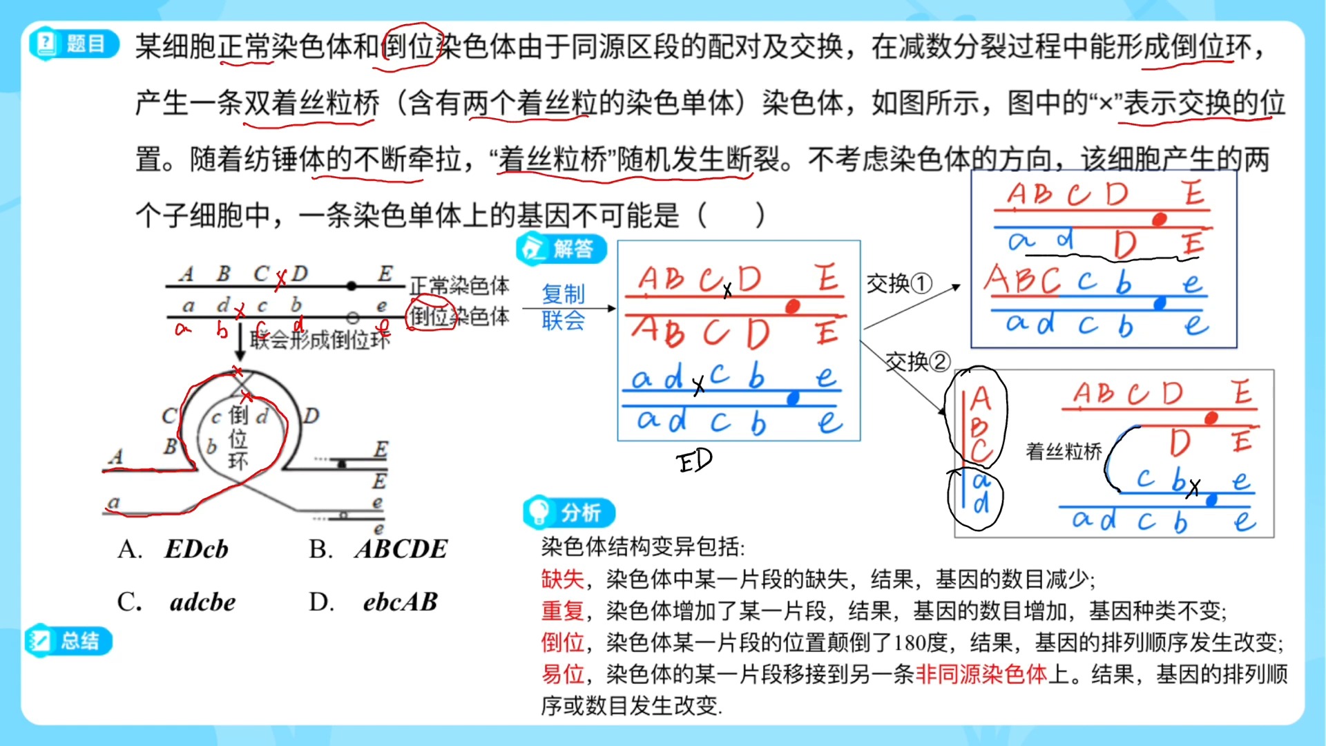 染色体交叉互换的概念图片