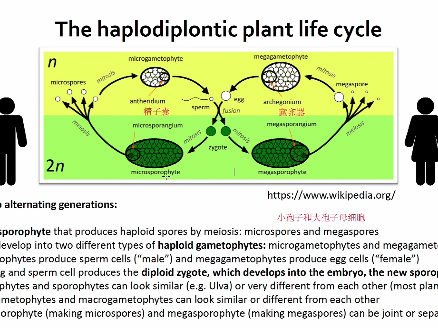 植物学孢子体/配子体世代到底是怎么回事?哔哩哔哩bilibili