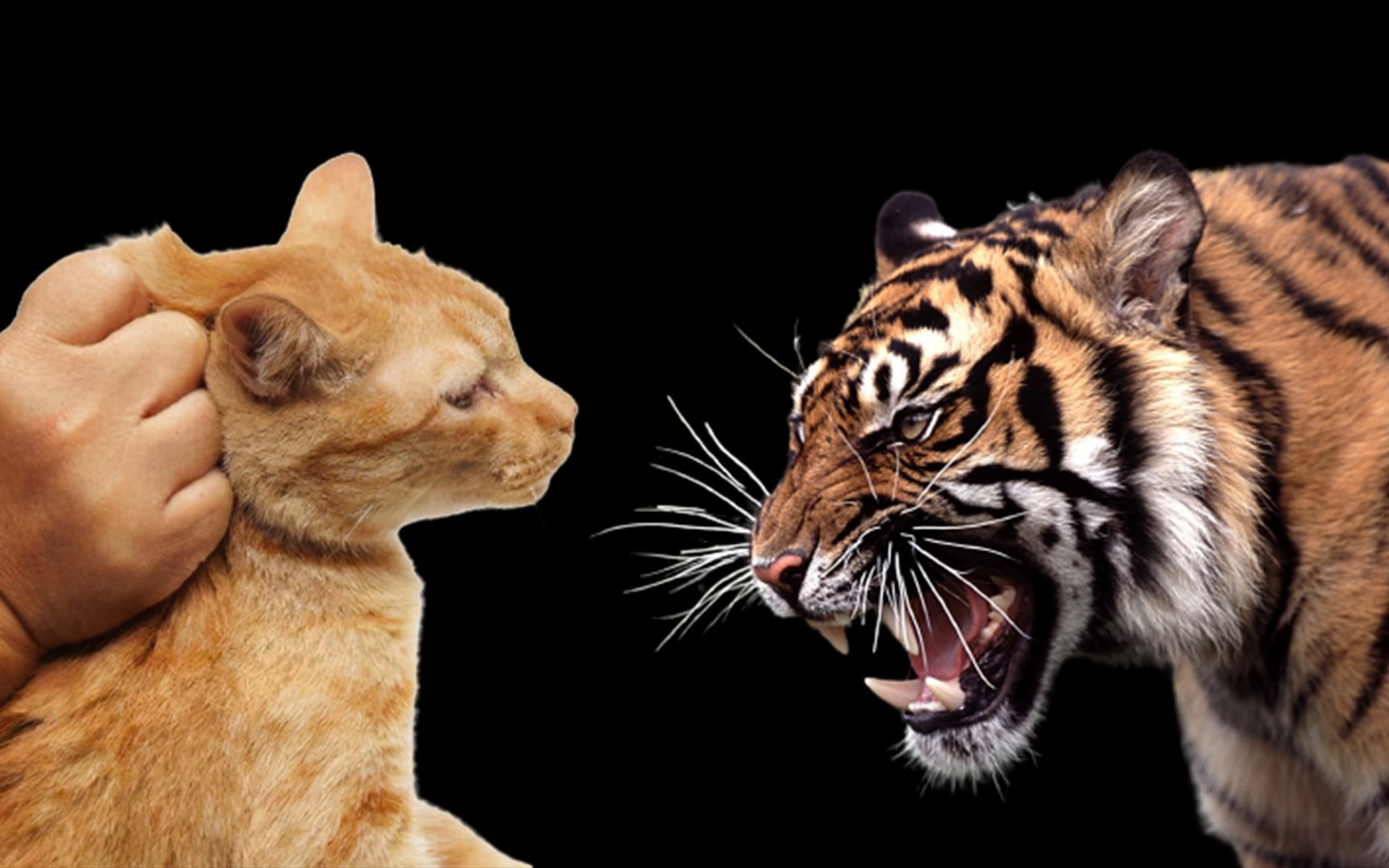 捏住老虎的后颈肉,也会像猫一样乖吗?