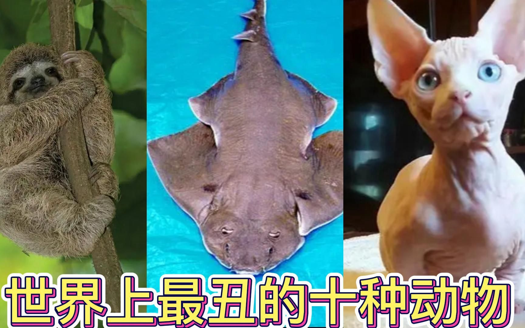 世界上最丑的十种动物,你知道哪几种?