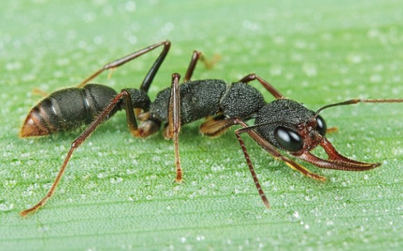 蚂蚁猎镰猛蚁喂食