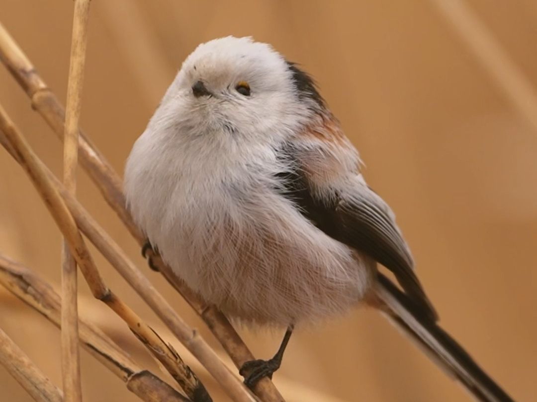 一眼就能爱上的小团子