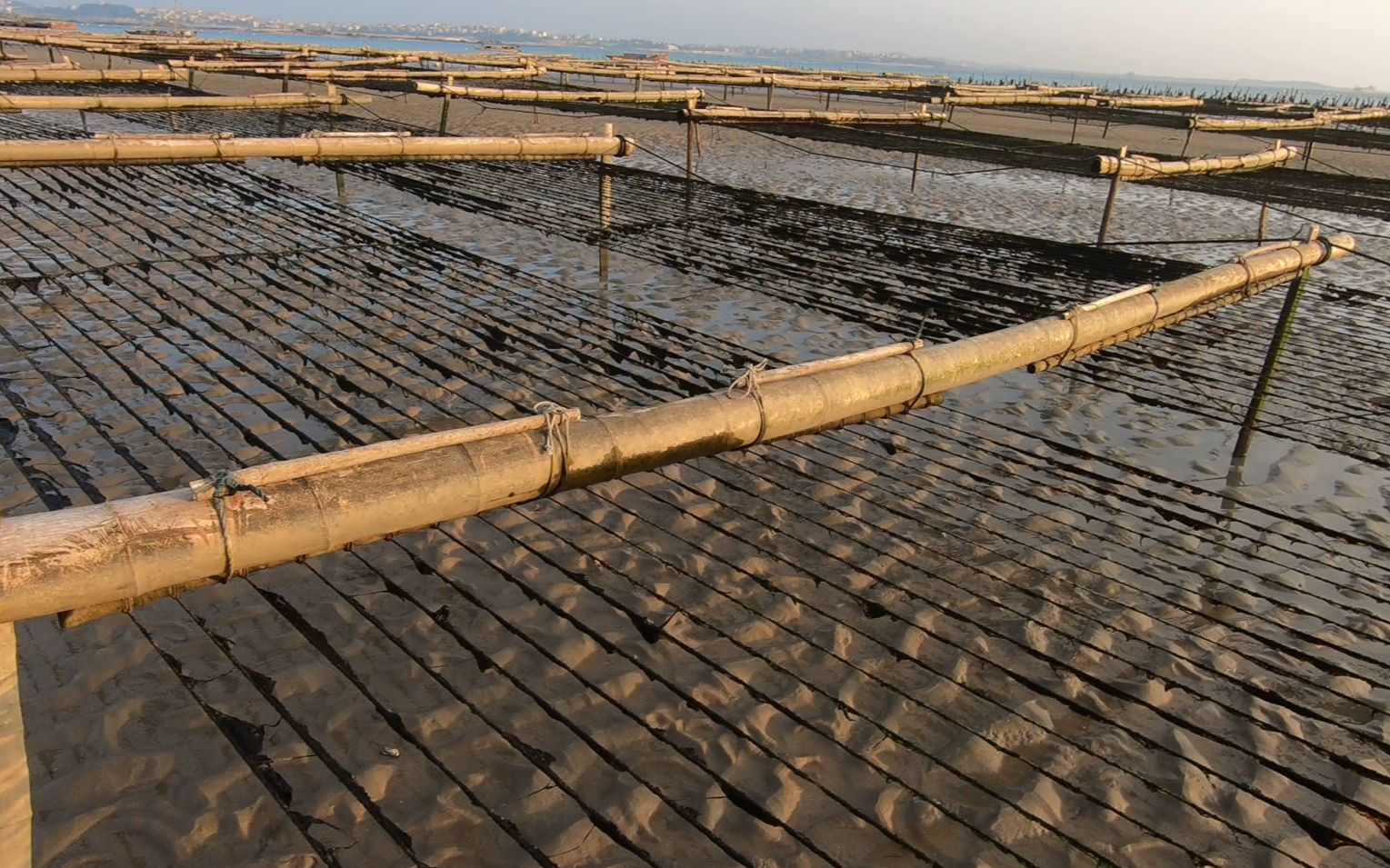 紫菜长在绳子上?紫菜大家常吃,没想到是养在绳子上面的