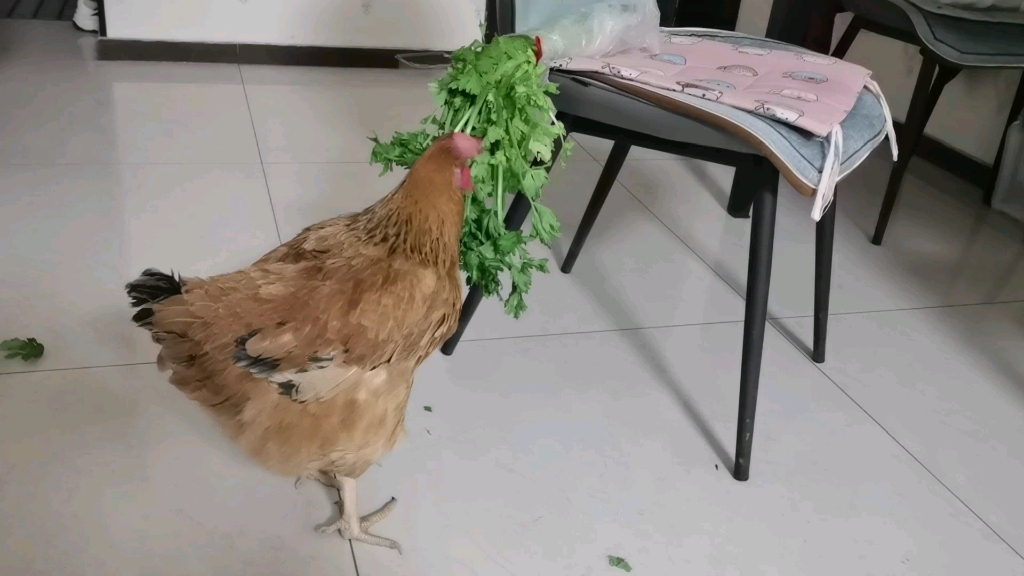 小鸡的蔬菜吃播