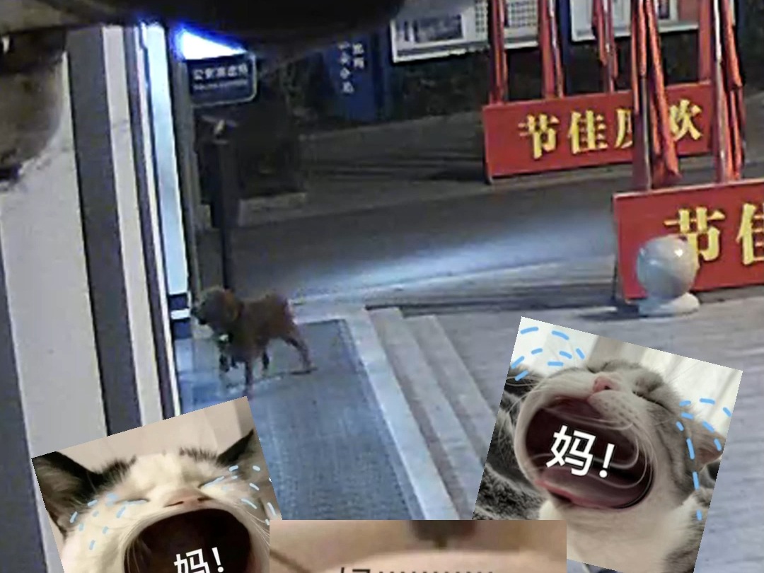 犬界“智商担当”走丢了竟自己到派出所“报警”#萌犬哔哩哔哩bilibili