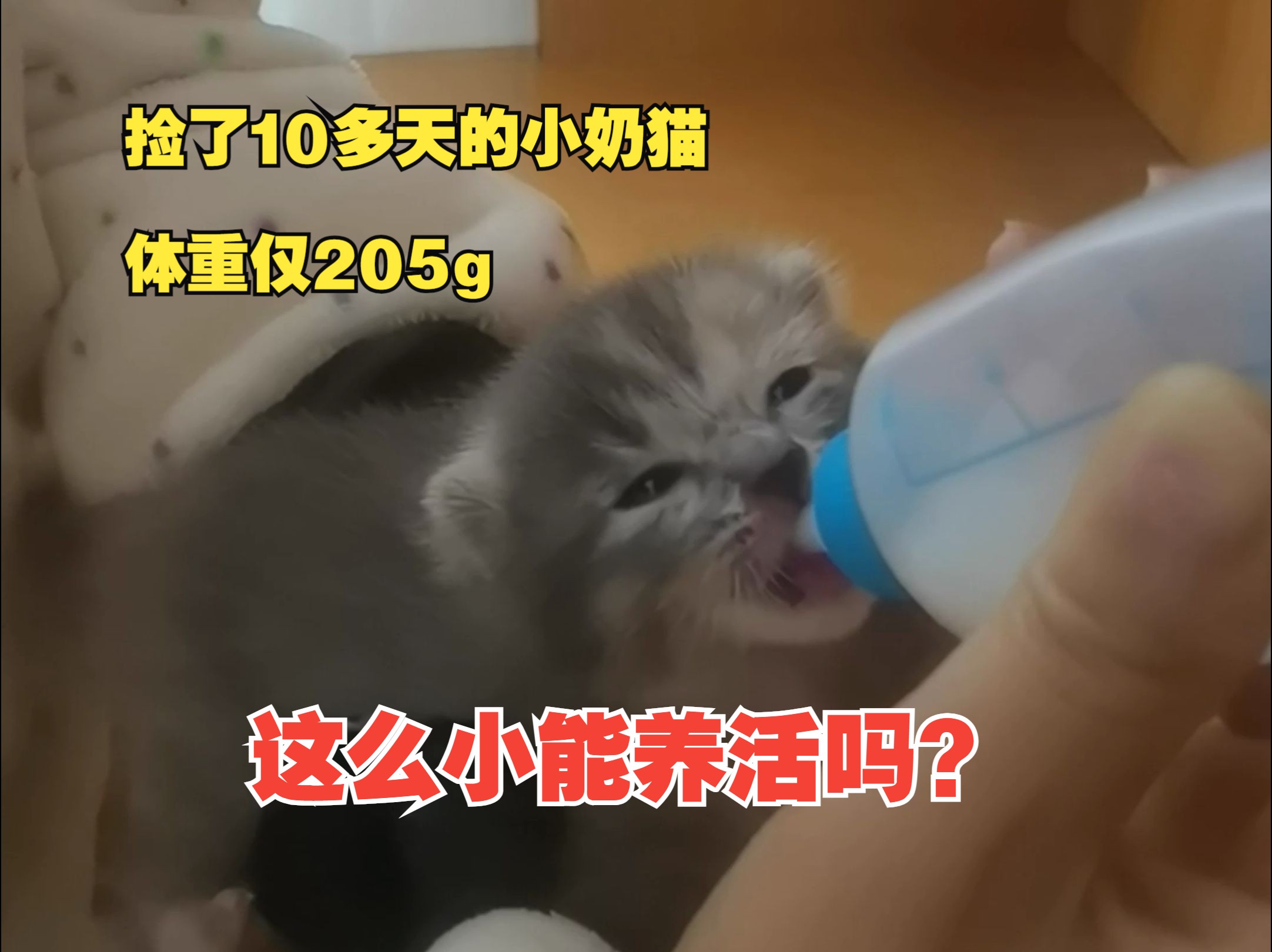 捡到一只10多天的小奶猫,体重仅205g,能养活吗?