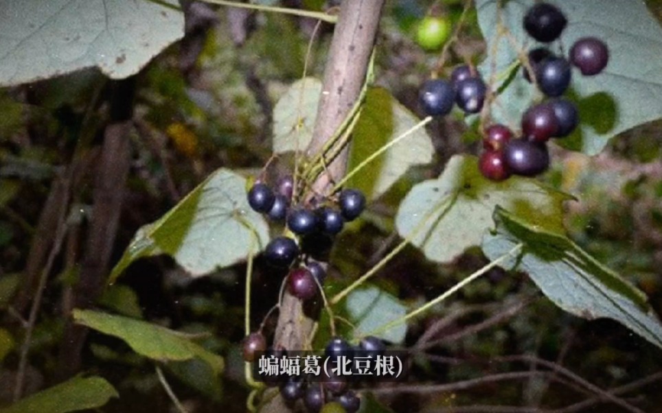 蝙蝠葛(北豆根)的作用与功效