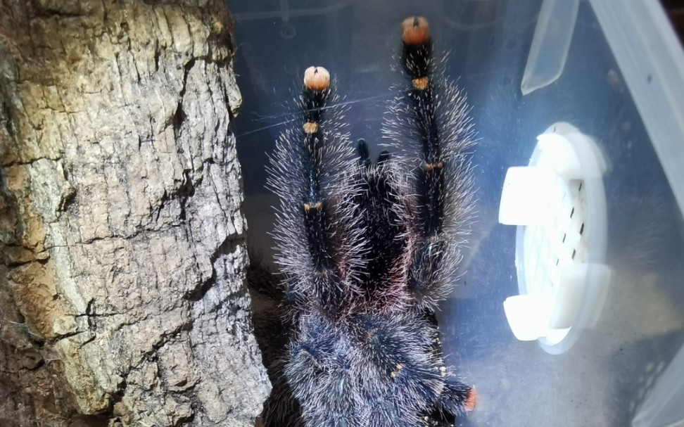 活动  【秘鲁金环粉趾】喂食日常,粉趾开饭后的舞蹈是什么样子你见过