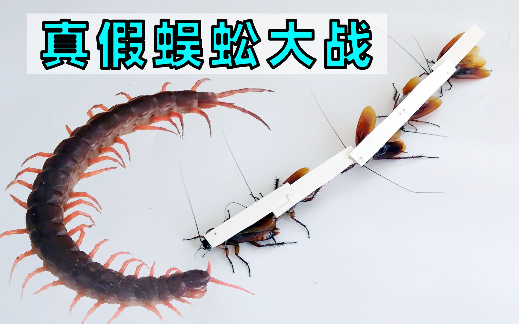 把蟑螂粘成蜈蚣形状,对战真实巨人蜈蚣会怎样?