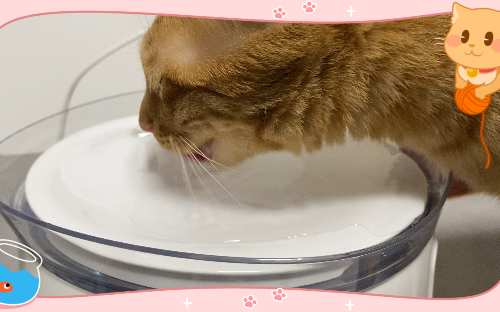 【橘猫】猛兽喝水,咕咕咕,满足!_哔哩哔哩_bilibili