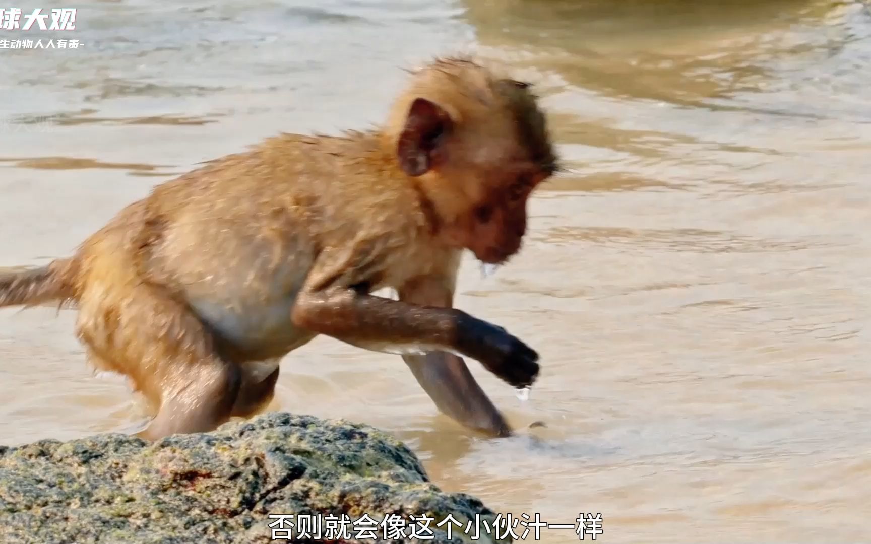 靠山吃山靠海吃海,海边猴子学会了赶海哔哩哔哩bilibili