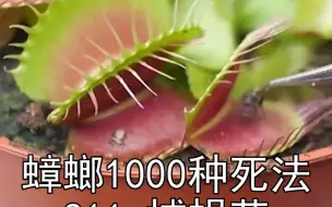 Download Video: 捕蝇草：一种能吃昆虫的植物，能成功吃掉蟑螂，消化蟑螂吗？