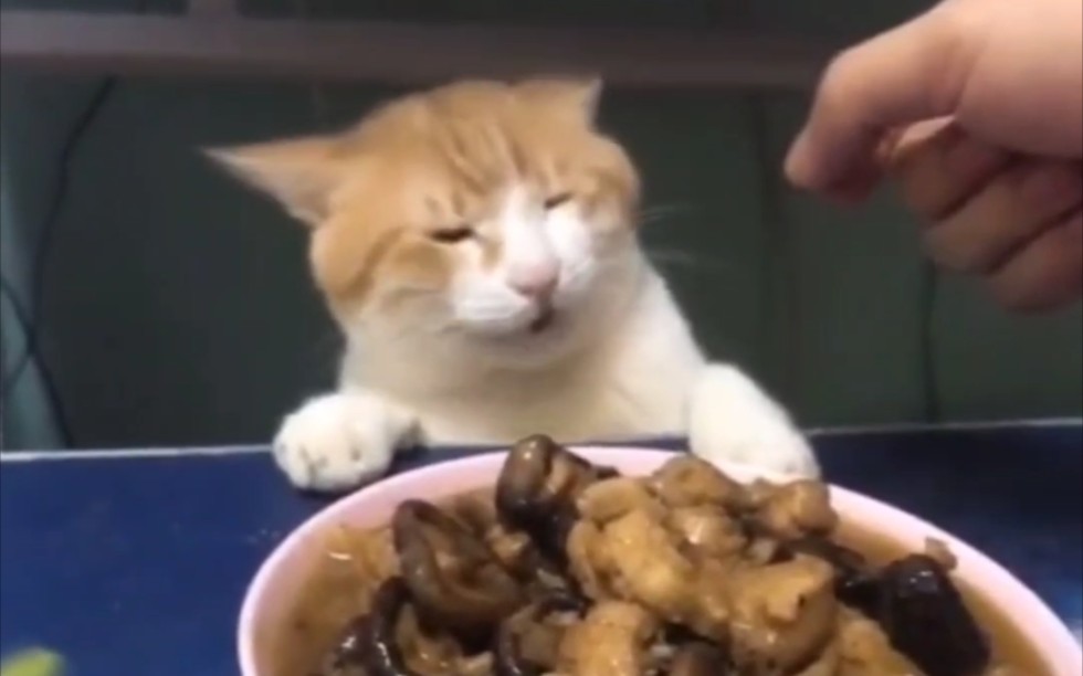 [图]猫 猫 队 零 元 购 ！