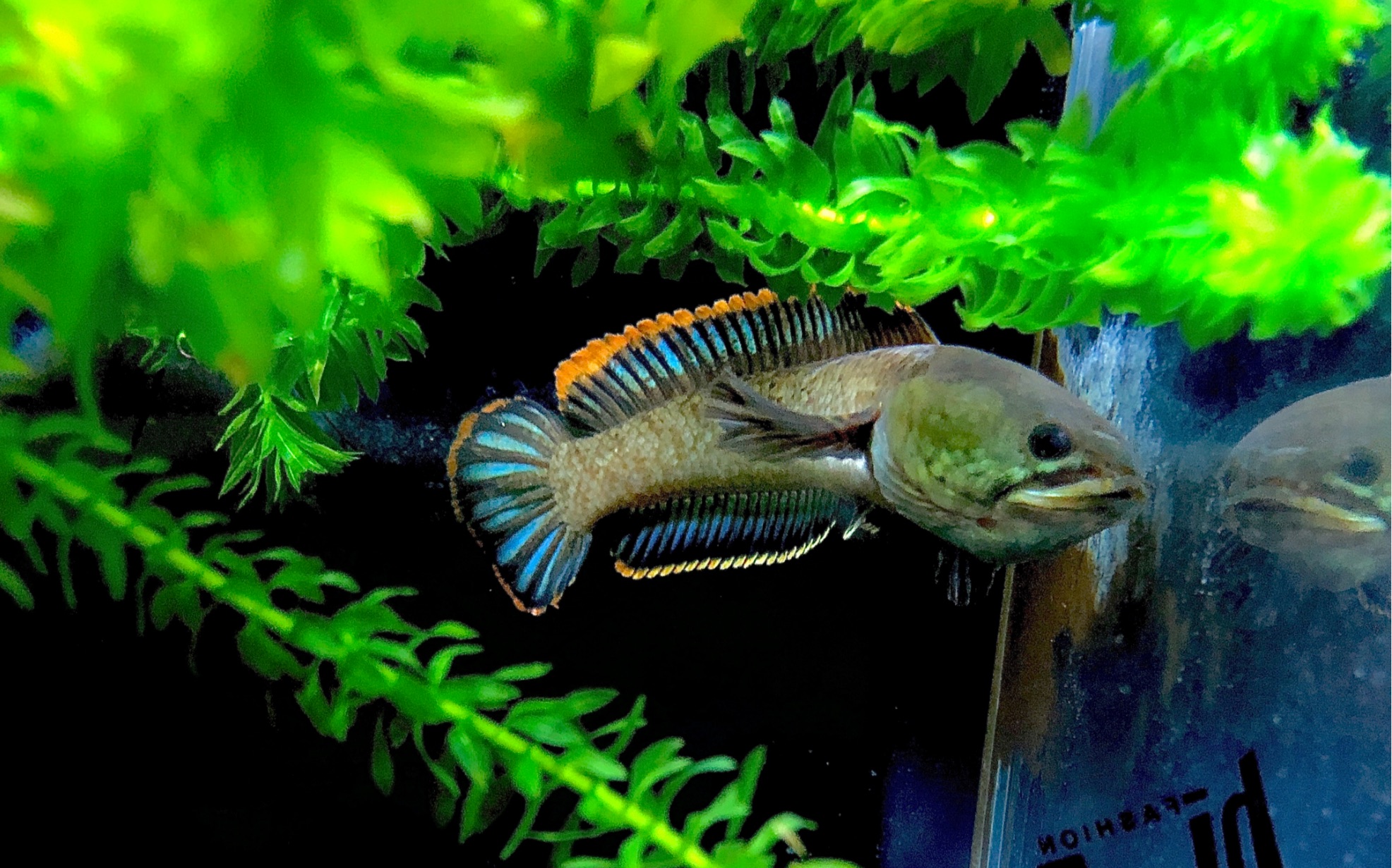 喂食凶猛的海南南鳢_哔哩哔哩_bilibili