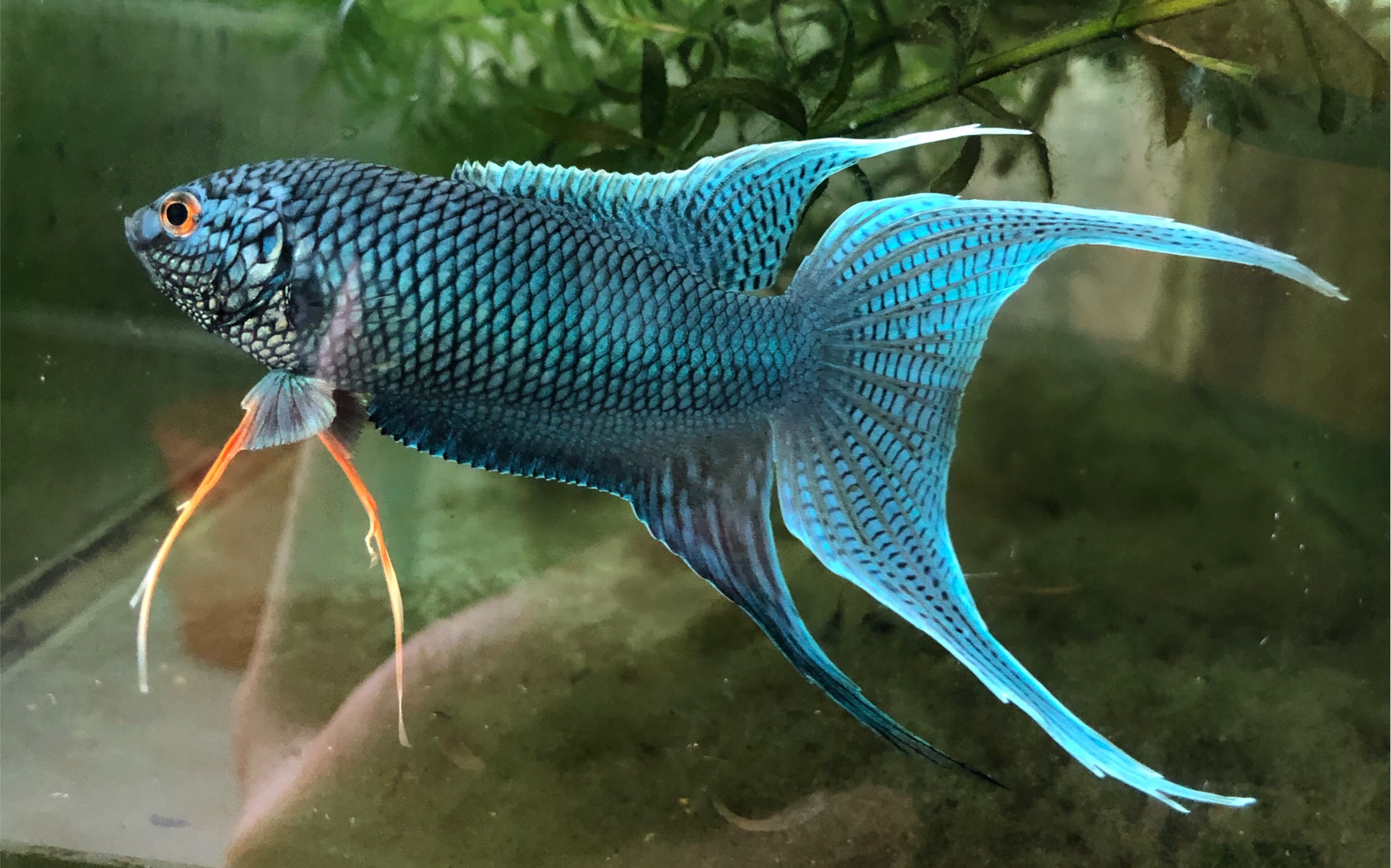 2020无纹蓝第一拍