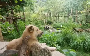 Télécharger la video: 终南山的小院风景如画，每一帧都很是喜欢，这样的生活太幸福